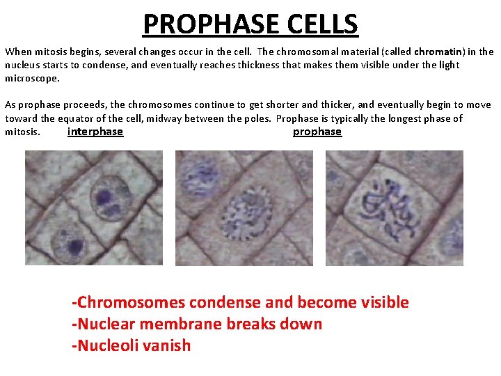 PROPHASE CELLS When mitosis begins, several changes occur in the cell. The chromosomal material
