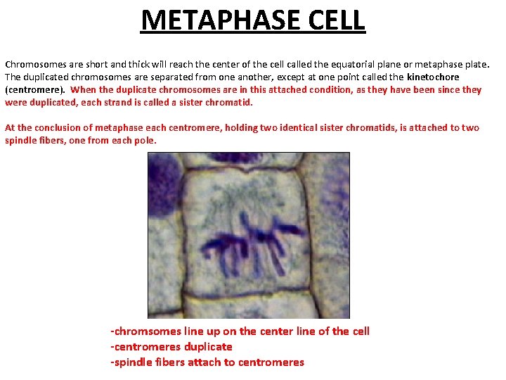 METAPHASE CELL Chromosomes are short and thick will reach the center of the cell