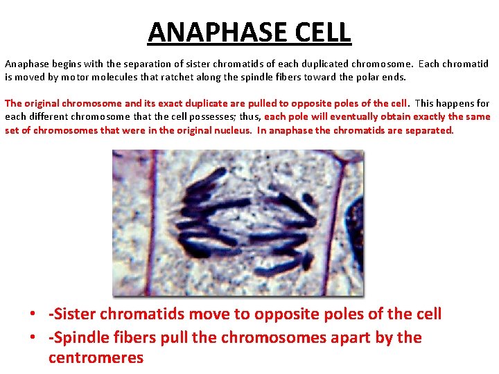 ANAPHASE CELL Anaphase begins with the separation of sister chromatids of each duplicated chromosome.