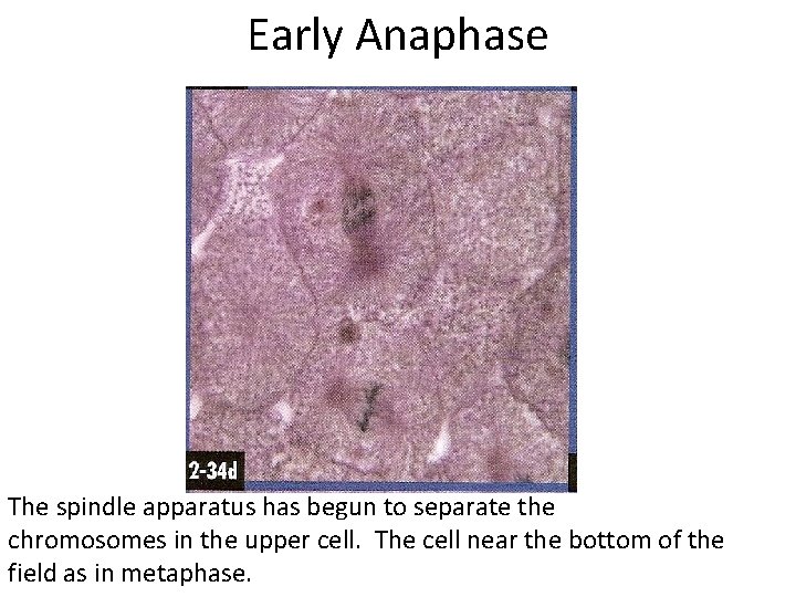 Early Anaphase The spindle apparatus has begun to separate the chromosomes in the upper