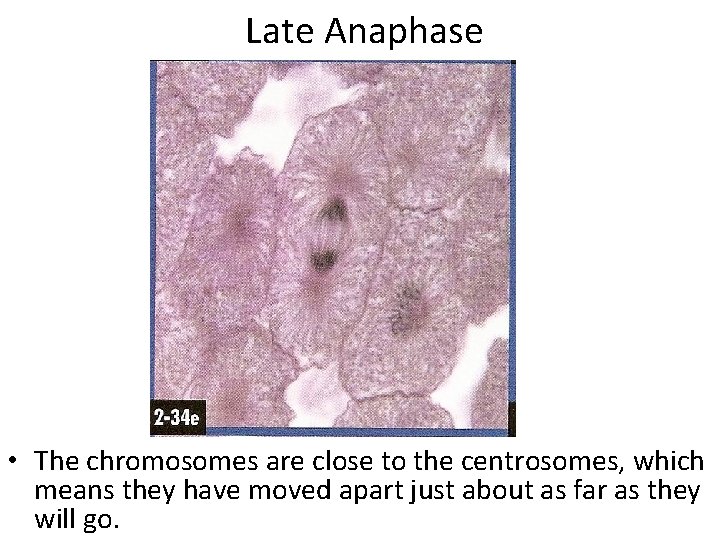  Late Anaphase • The chromosomes are close to the centrosomes, which means they