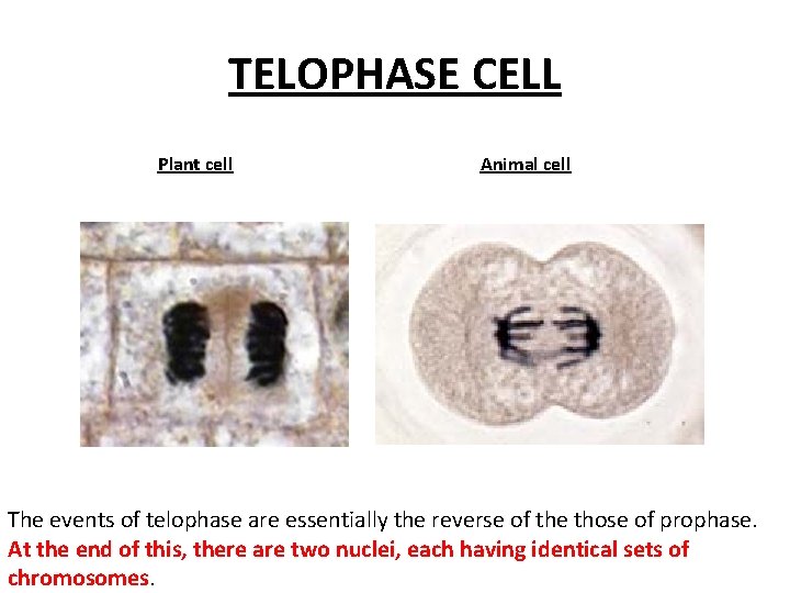 TELOPHASE CELL Plant cell Animal cell The events of telophase are essentially the reverse