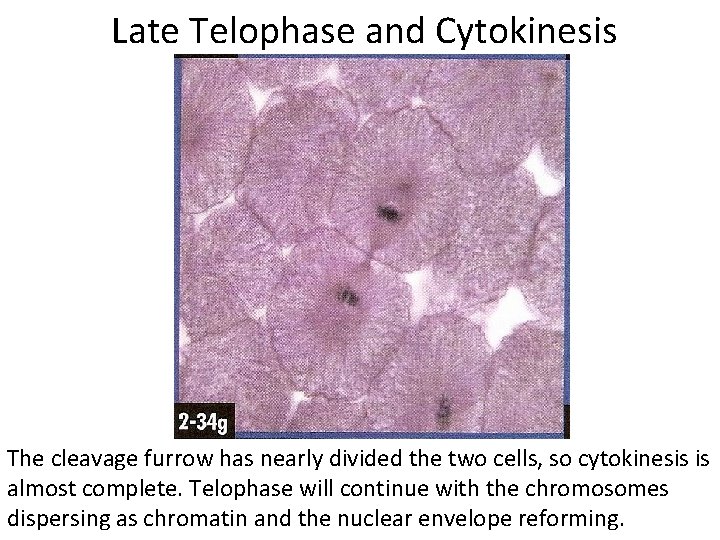  Late Telophase and Cytokinesis The cleavage furrow has nearly divided the two cells,