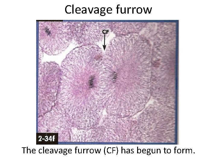 Cleavage furrow The cleavage furrow (CF) has begun to form. 