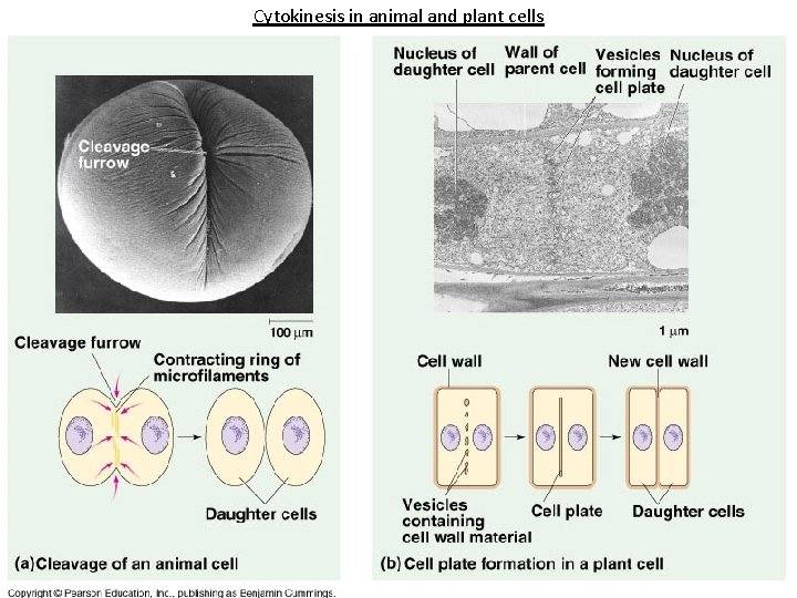 Cytokinesis in animal and plant cells 