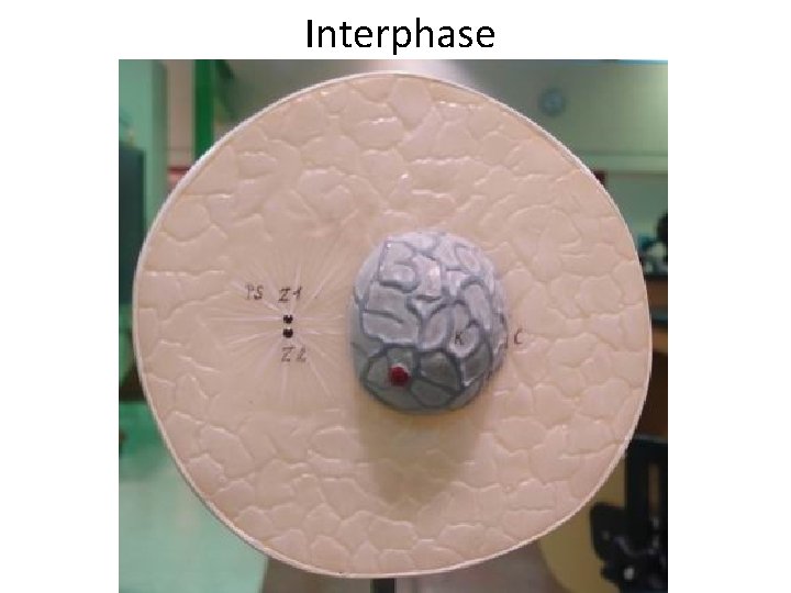  Interphase 