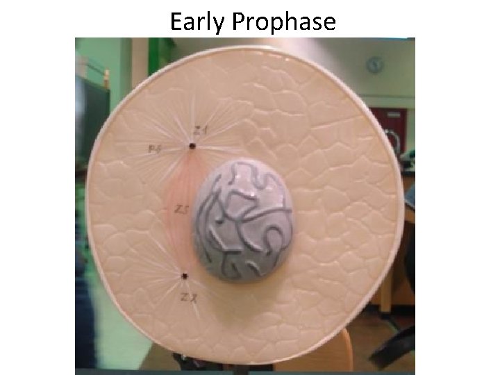  Early Prophase 