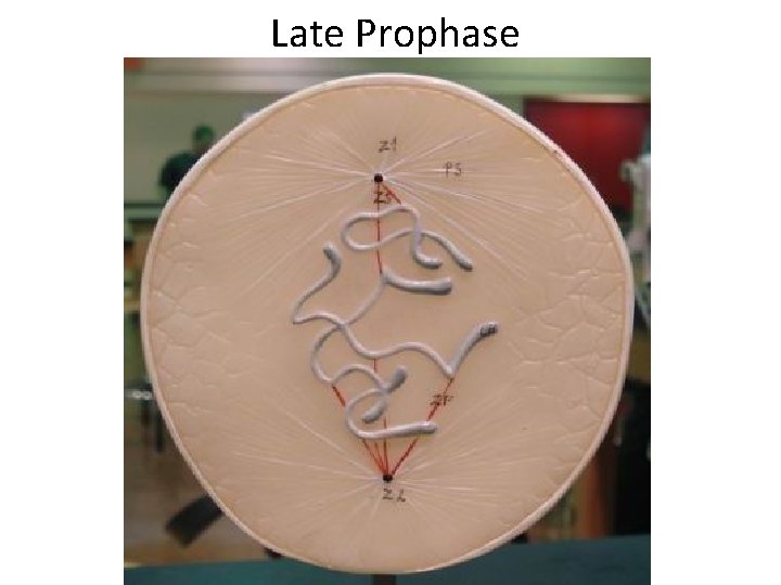  Late Prophase 