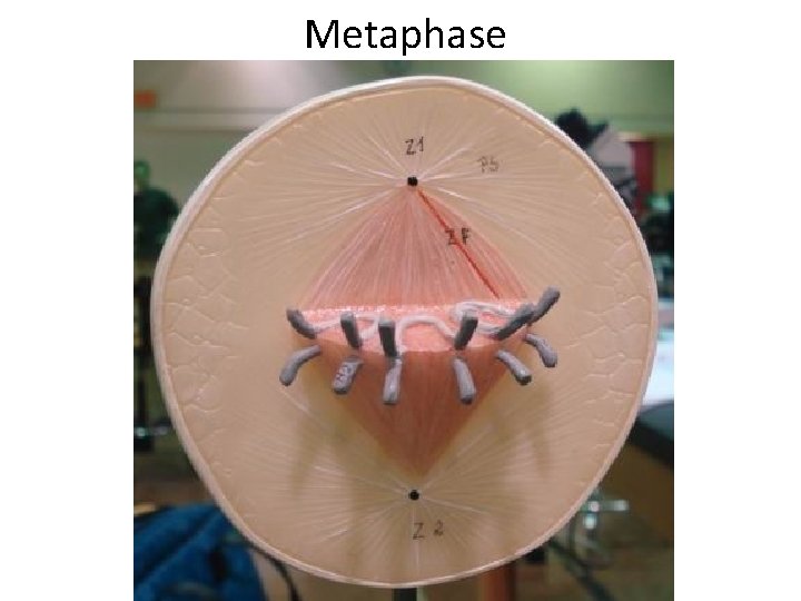  Metaphase 