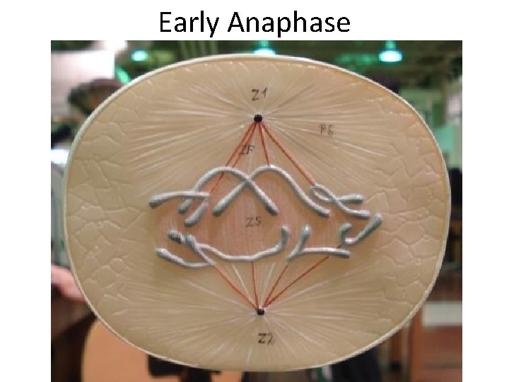 Early Anaphase 