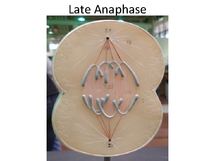 Late Anaphase 