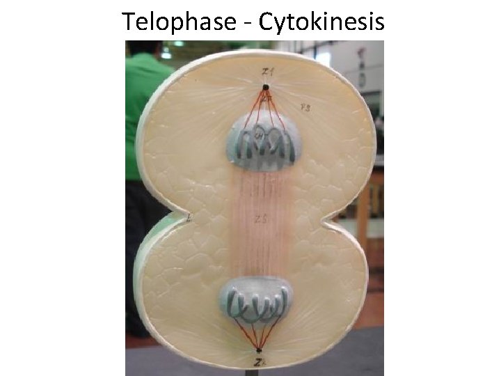  Telophase - Cytokinesis 