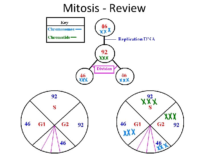 Mitosis - Review 