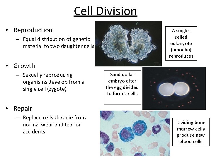 Cell Division • Reproduction A singlecelled eukaryote (amoeba) reproduces – Equal distribution of genetic