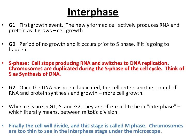 Interphase • G 1: First growth event. The newly formed cell actively produces RNA