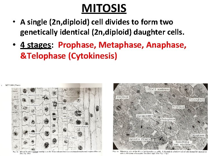 MITOSIS • A single (2 n, diploid) cell divides to form two genetically identical