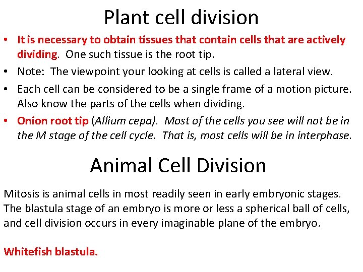 Plant cell division • It is necessary to obtain tissues that contain cells that