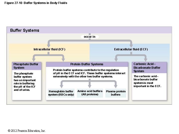 Figure 27 -10 Buffer Systems in Body Fluids Buffer Systems occur in Extracellular fluid