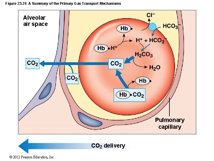 Figure 23 -24 A Summary of the Primary Gas Transport Mechanisms Alveolar air space