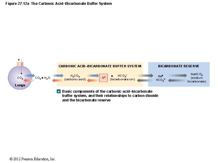 Figure 27 -12 a The Carbonic Acid–Bicarbonate Buffer System CARBONIC ACID–BICARBONATE BUFFER SYSTEM CO