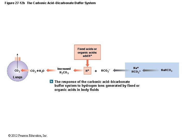 Figure 27 -12 b The Carbonic Acid–Bicarbonate Buffer System Fixed acids or organic acids:
