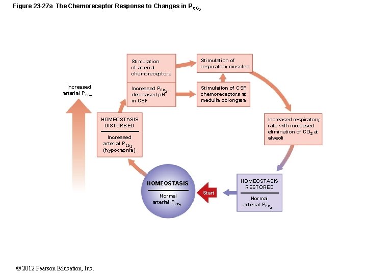Figure 23 -27 a The Chemoreceptor Response to Changes in P CO 2 Increased
