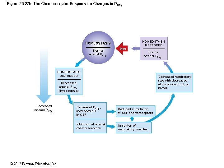 Figure 23 -27 b The Chemoreceptor Response to Changes in P CO 2 HOMEOSTASIS