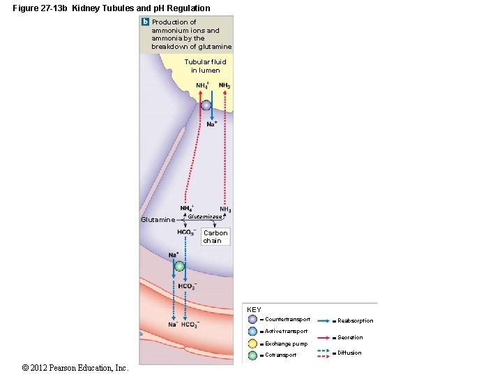 Figure 27 -13 b Kidney Tubules and p. H Regulation Production of ammonium ions