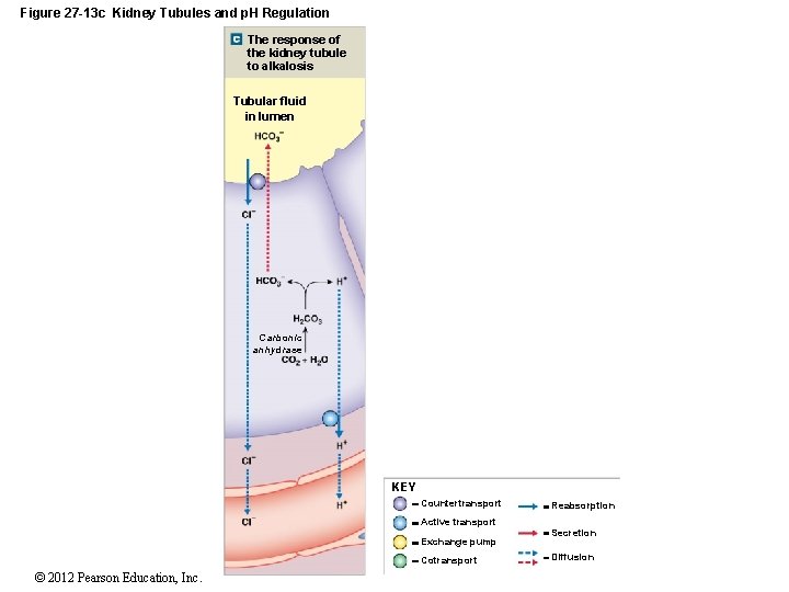 Figure 27 -13 c Kidney Tubules and p. H Regulation The response of the