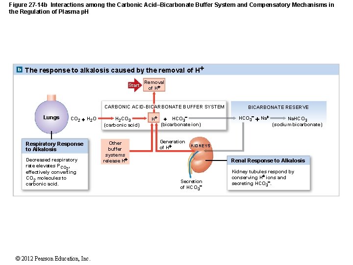 Figure 27 -14 b Interactions among the Carbonic Acid–Bicarbonate Buffer System and Compensatory Mechanisms