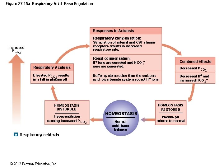 Figure 27 -15 a Respiratory Acid–Base Regulation Responses to Acidosis Respiratory compensation: Stimulation of