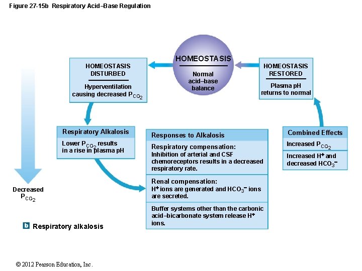 Figure 27 -15 b Respiratory Acid–Base Regulation HOMEOSTASIS DISTURBED Hyperventilation causing decreased PCO Respiratory