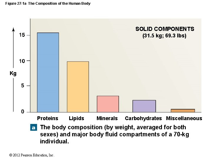 Figure 27 -1 a The Composition of the Human Body SOLID COMPONENTS (31. 5