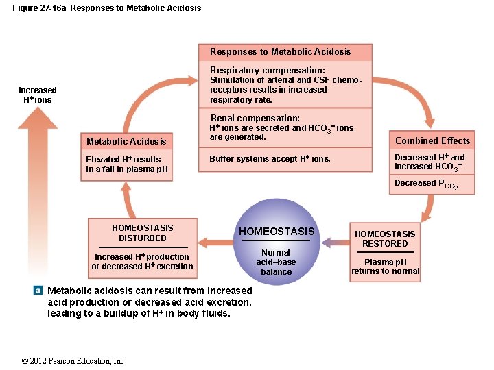 Figure 27 -16 a Responses to Metabolic Acidosis Respiratory compensation: Stimulation of arterial and