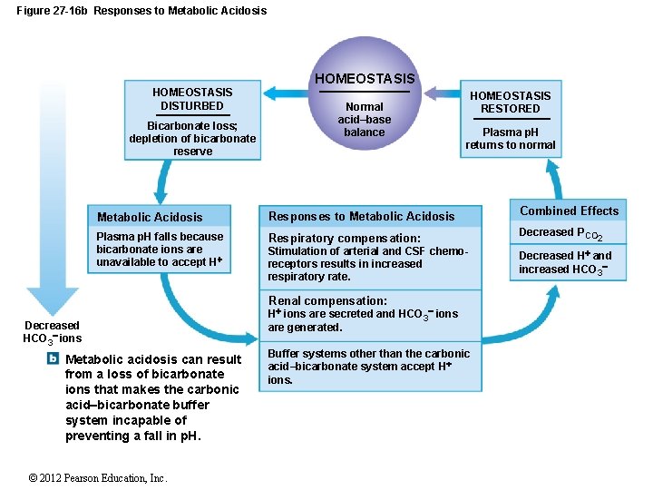 Figure 27 -16 b Responses to Metabolic Acidosis HOMEOSTASIS DISTURBED Bicarbonate loss; depletion of