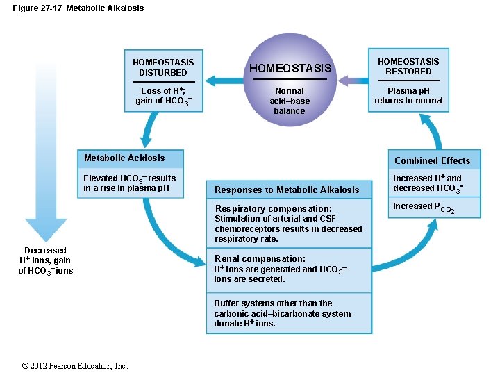 Figure 27 -17 Metabolic Alkalosis HOMEOSTASIS DISTURBED Loss of H ; gain of HCO