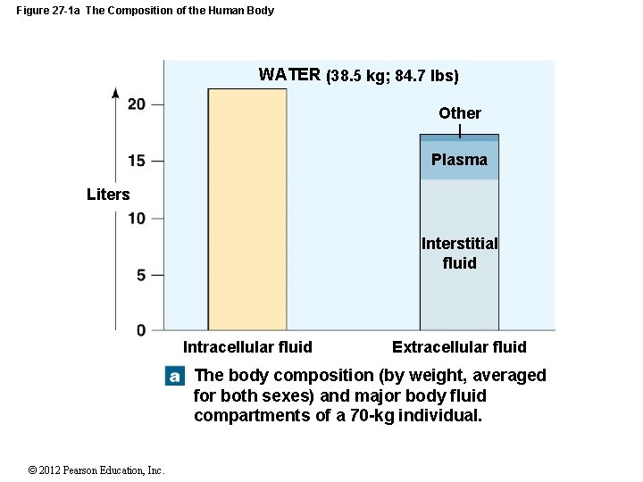 Figure 27 -1 a The Composition of the Human Body WATER (38. 5 kg;