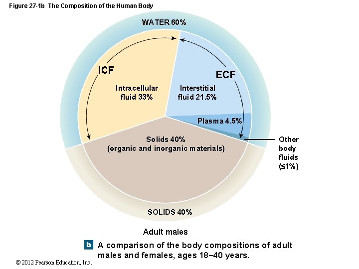 Figure 27 -1 b The Composition of the Human Body WATER 60% ICF ECF