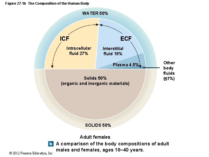 Figure 27 -1 b The Composition of the Human Body WATER 50% ECF Intracellular