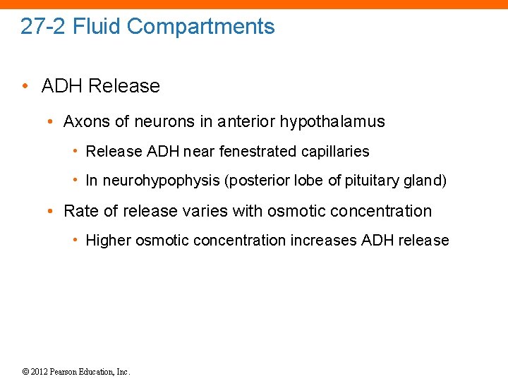 27 -2 Fluid Compartments • ADH Release • Axons of neurons in anterior hypothalamus