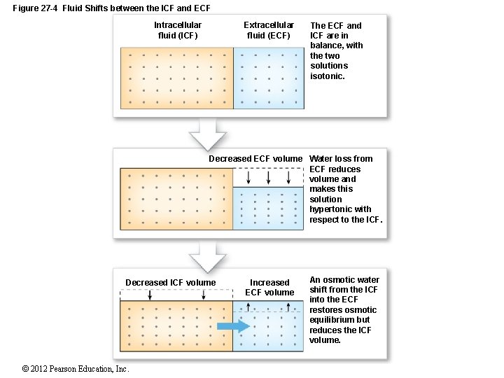 Figure 27 -4 Fluid Shifts between the ICF and ECF Intracellular fluid (ICF) Extracellular