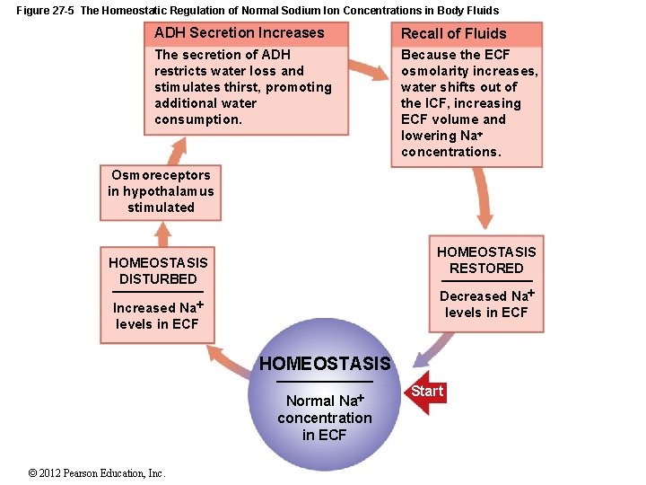 Figure 27 -5 The Homeostatic Regulation of Normal Sodium Ion Concentrations in Body Fluids