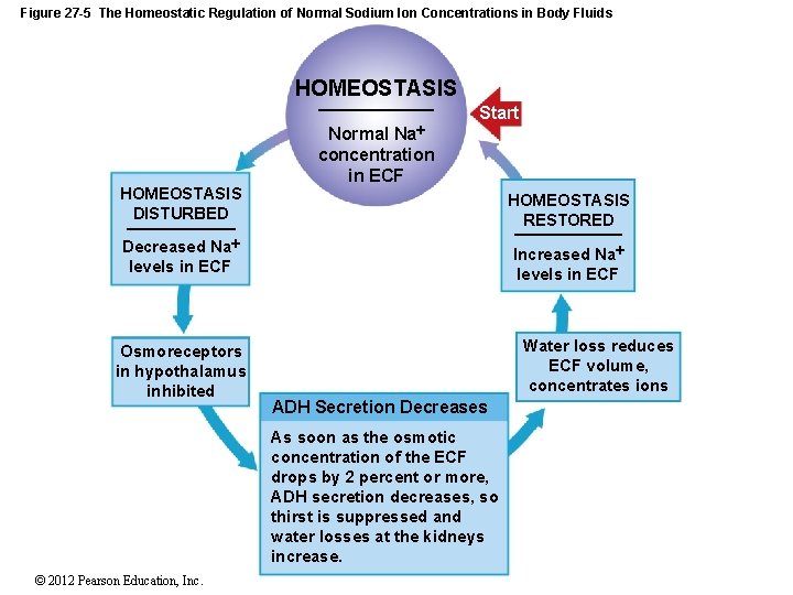 Figure 27 -5 The Homeostatic Regulation of Normal Sodium Ion Concentrations in Body Fluids