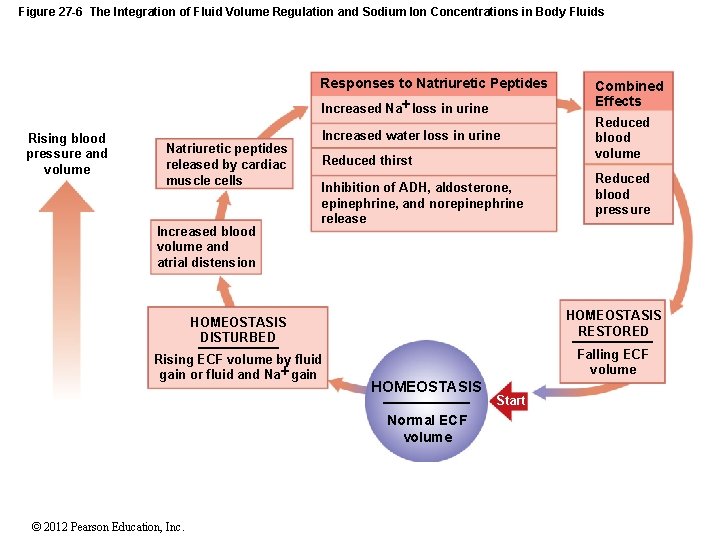 Figure 27 -6 The Integration of Fluid Volume Regulation and Sodium Ion Concentrations in