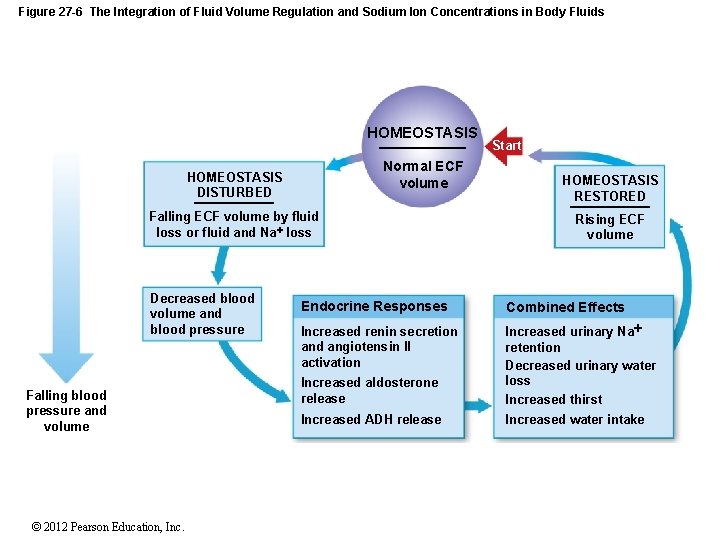 Figure 27 -6 The Integration of Fluid Volume Regulation and Sodium Ion Concentrations in