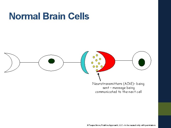 Normal Brain Cells Neurotransmitters (ACh. E)– being sent – message being communicated to the