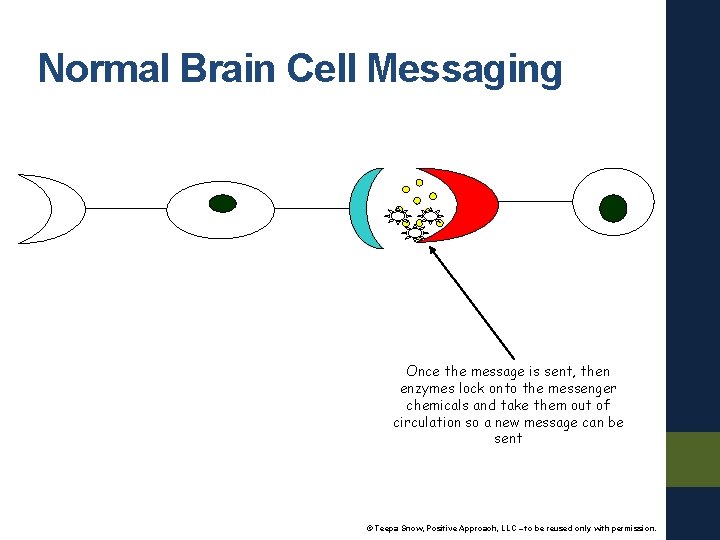 Normal Brain Cell Messaging Once the message is sent, then enzymes lock onto the