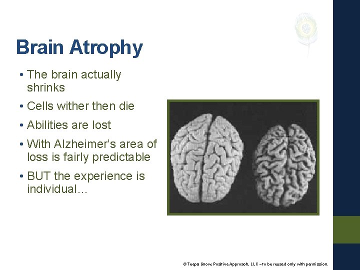 Brain Atrophy • The brain actually shrinks • Cells wither then die • Abilities