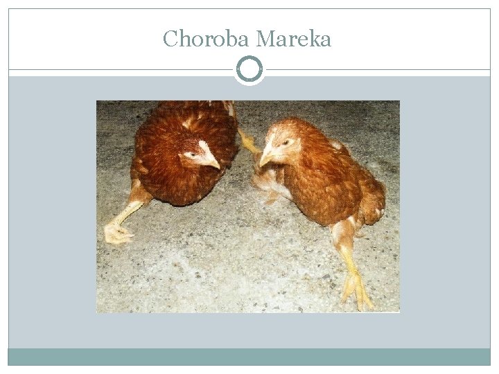 Choroba Mareka 