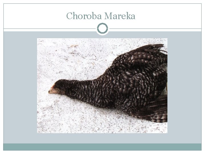 Choroba Mareka 